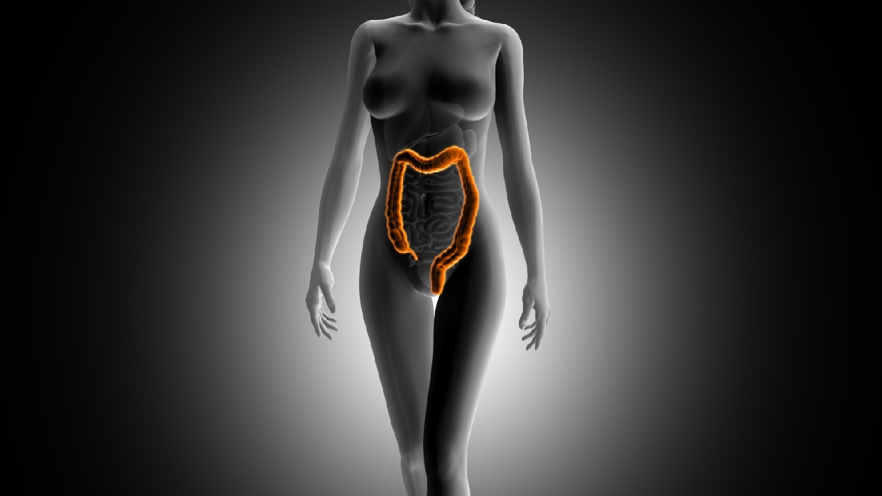 colon sistema aparato digestivo intestino grueso