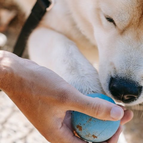 Perros pueden detectar COVID-19 por medio del olfato
