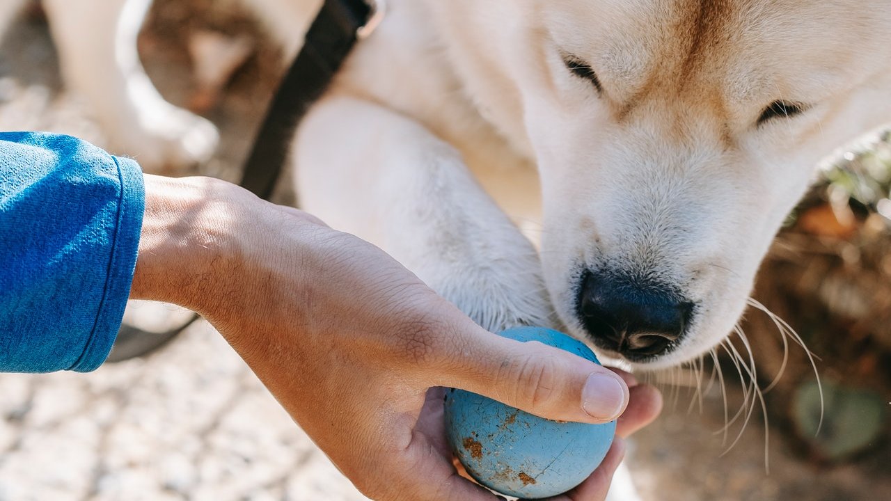 Perros pueden detectar COVID-19 por medio del olfato