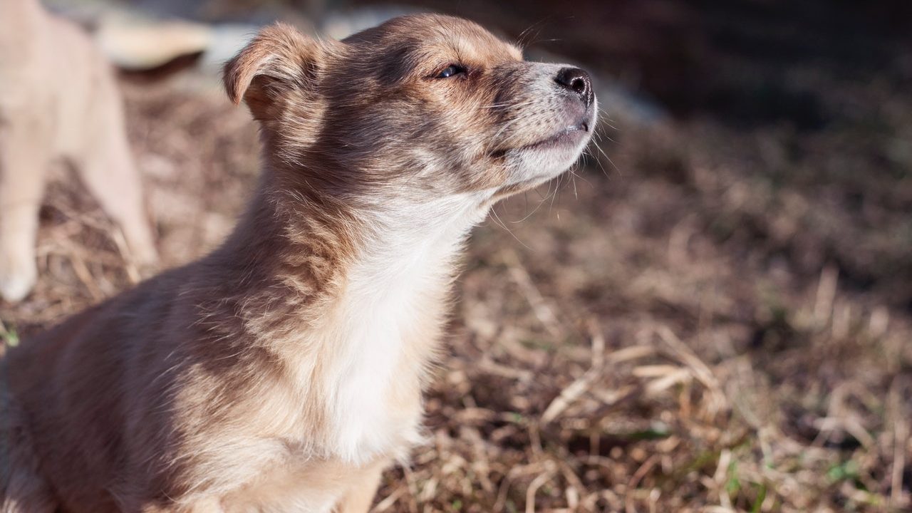 Perros pueden detectar COVID-19 estudio nuevo