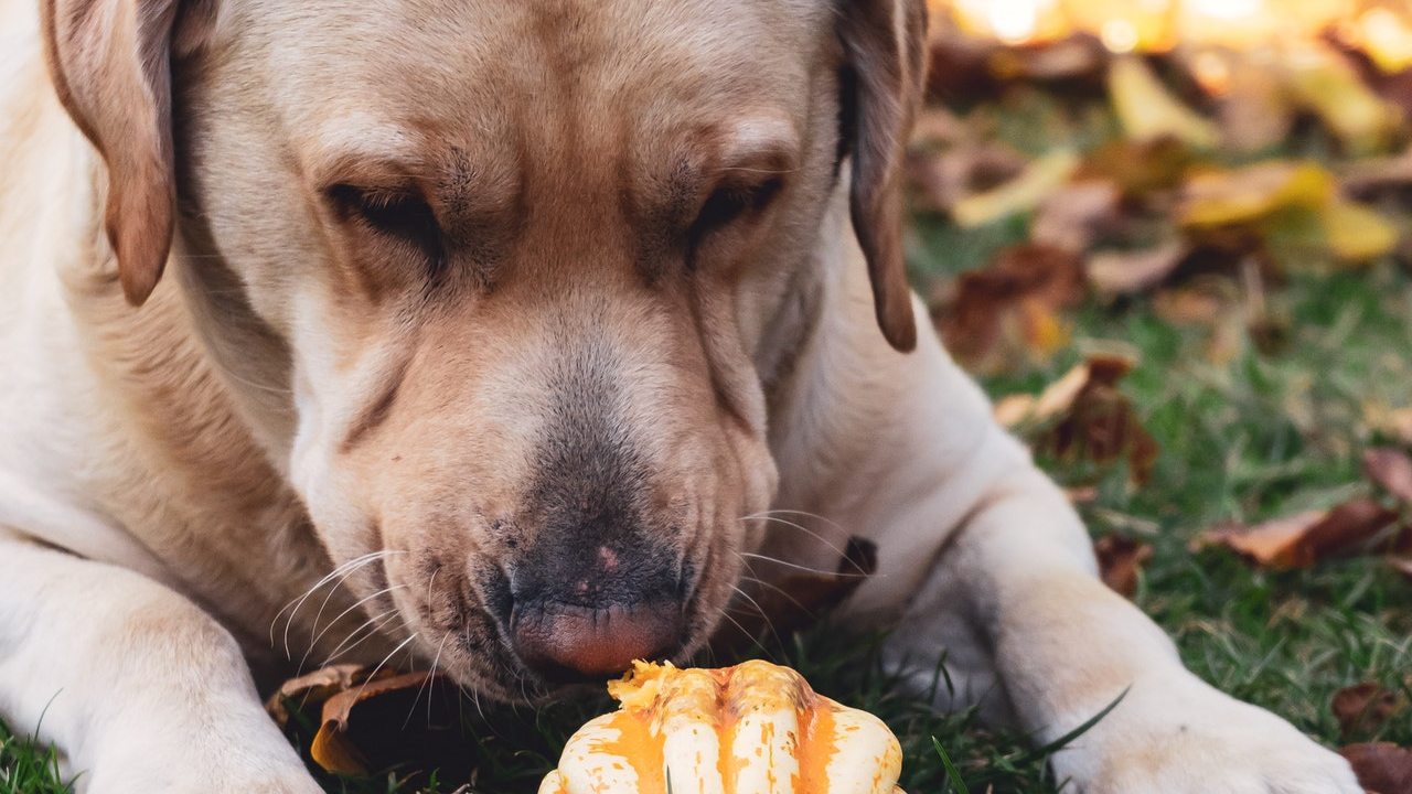 Perros pueden detectar COVID-19