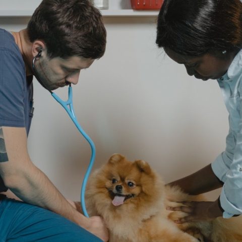 Cientificos descubren nuevo coronavirus