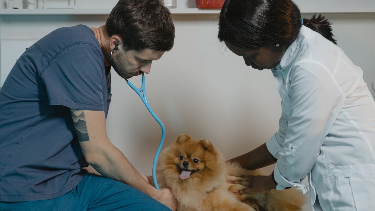 Cientificos descubren nuevo coronavirus