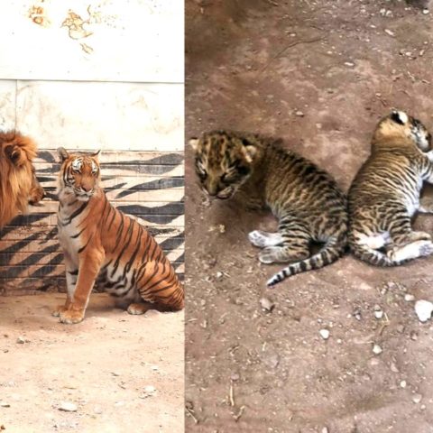 nacen ligres zoologico bebés animales