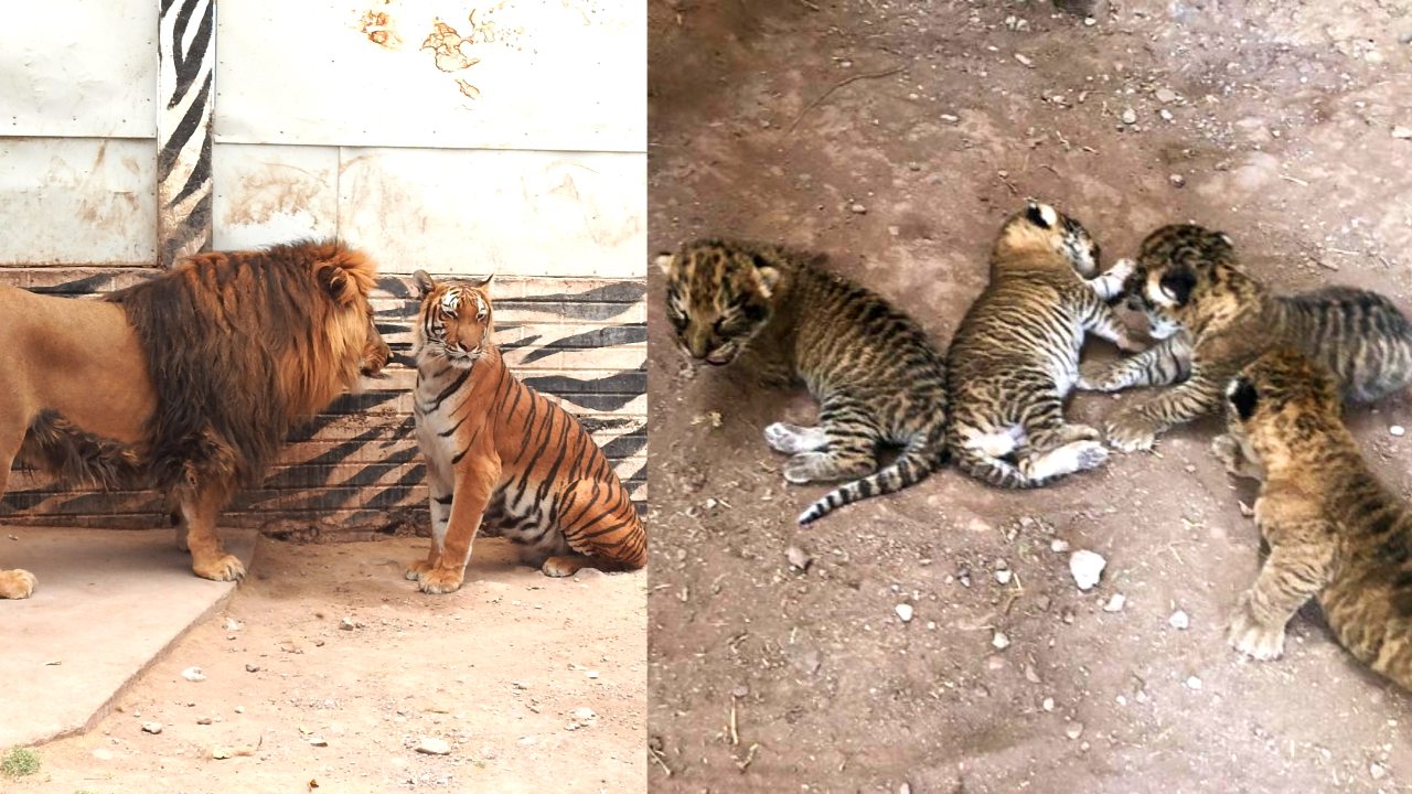 nacen ligres zoologico bebés animales