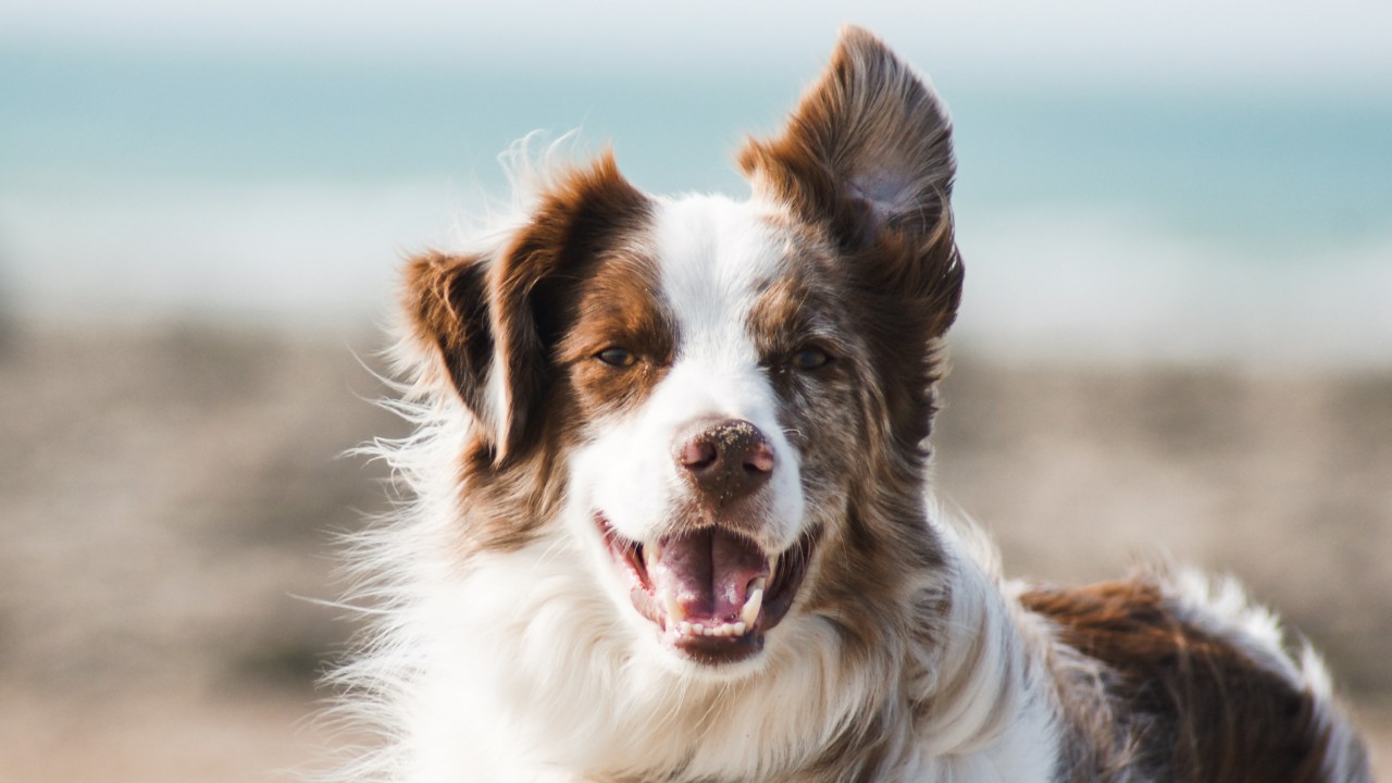 nombres para perros macho significado