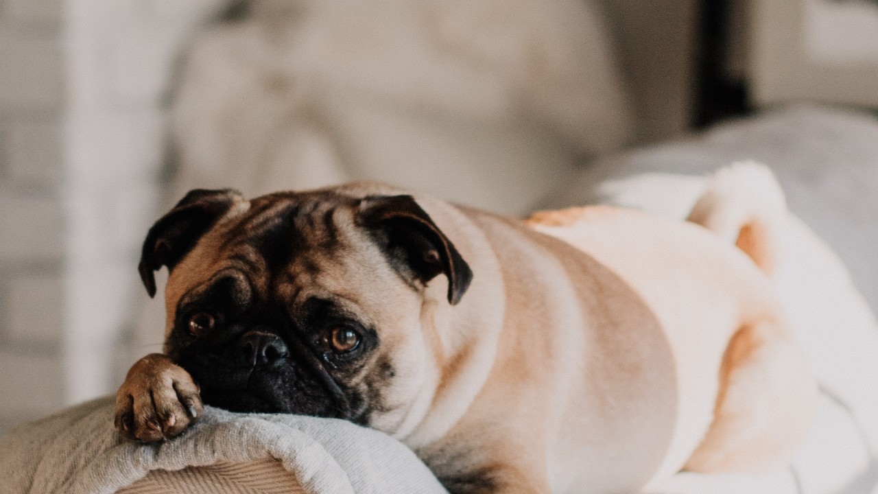 nombres árabes para perros macho