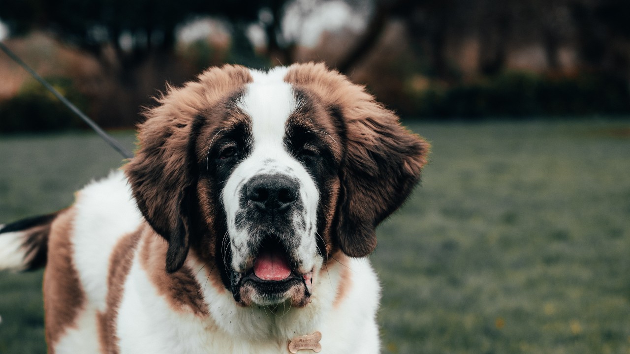 nombres para perro macho