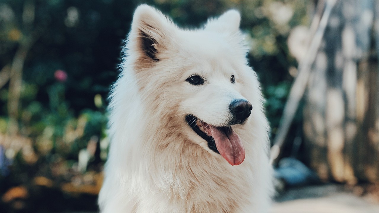 significados de nombres de perros