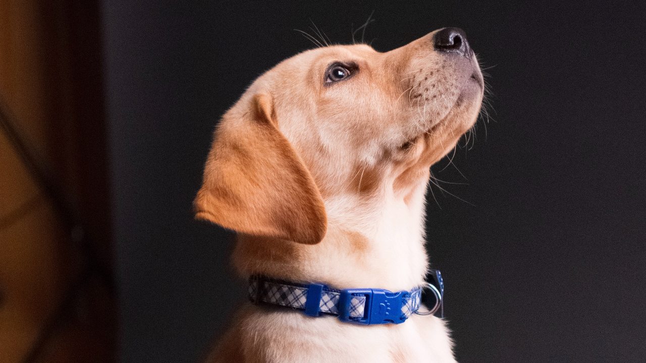 nombres de perro macho y su significado