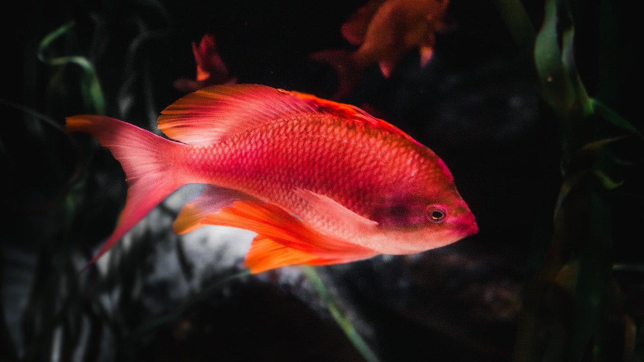 peces de colores ciclido