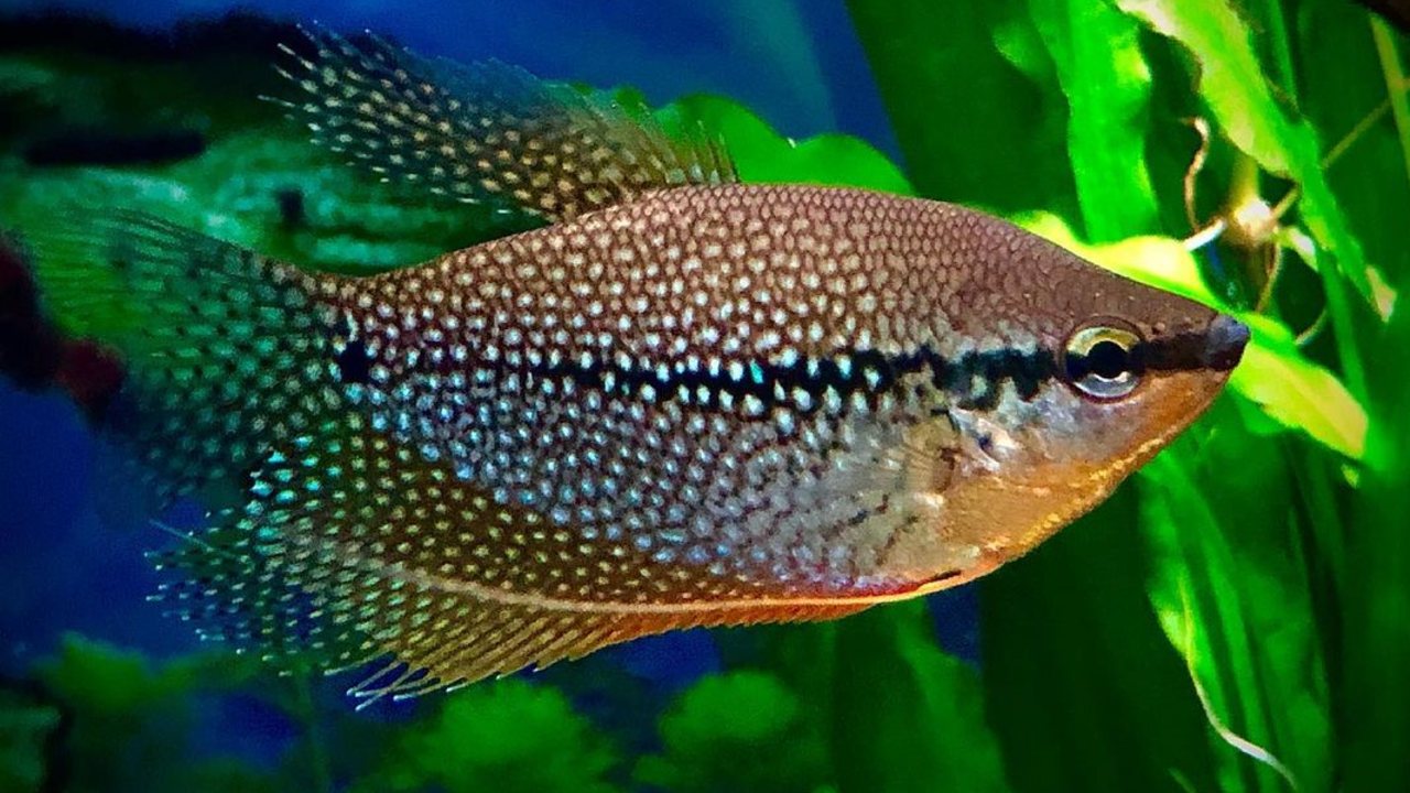 peces de colores gurami