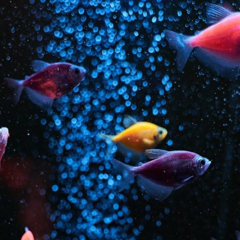 peces de colores hermosos para tu pecera