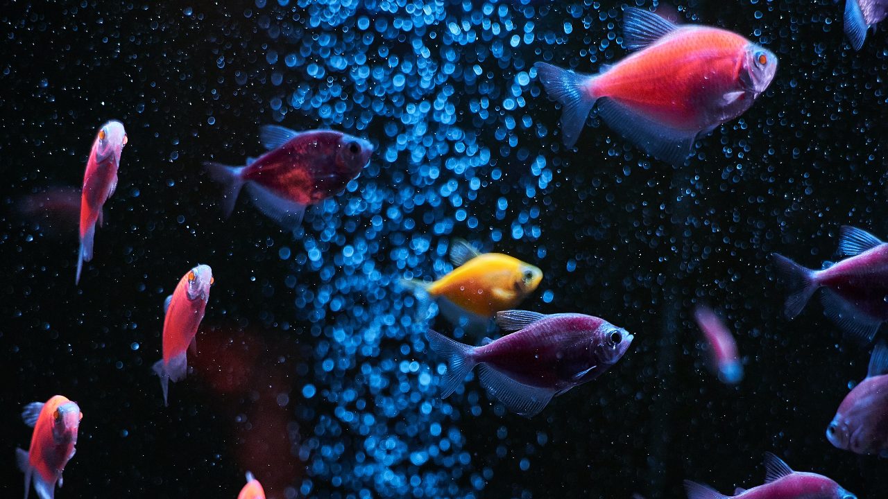 peces de colores hermosos para tu pecera