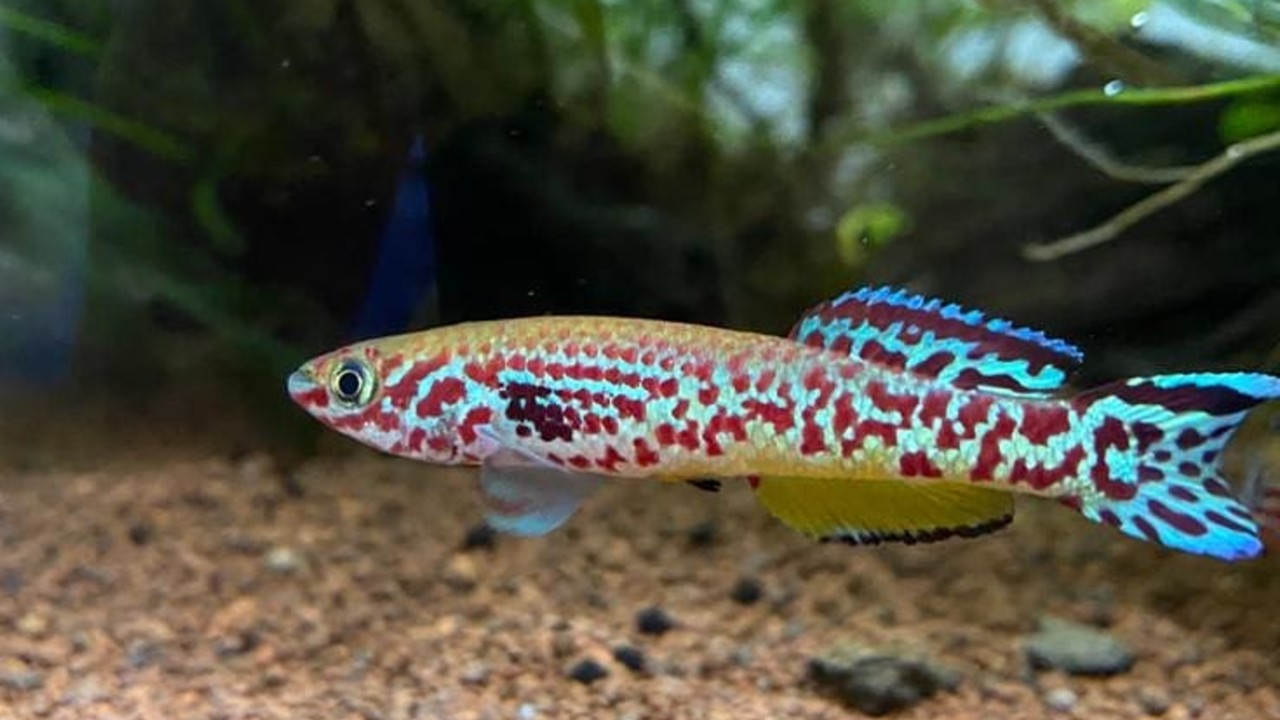 peces de colores killis