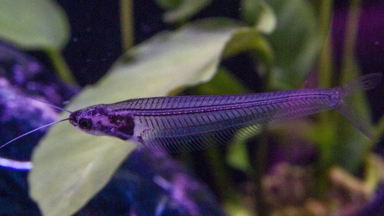 peces de colores pez gato cristal