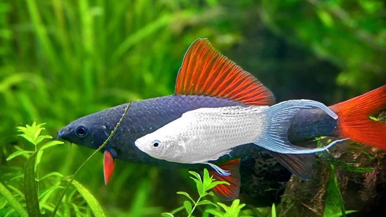 peces de colores mollys