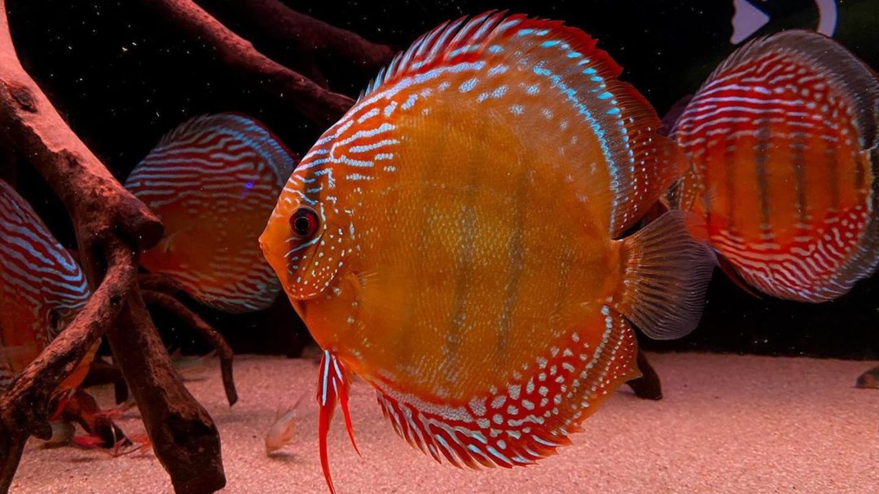 peces de colores pez disco