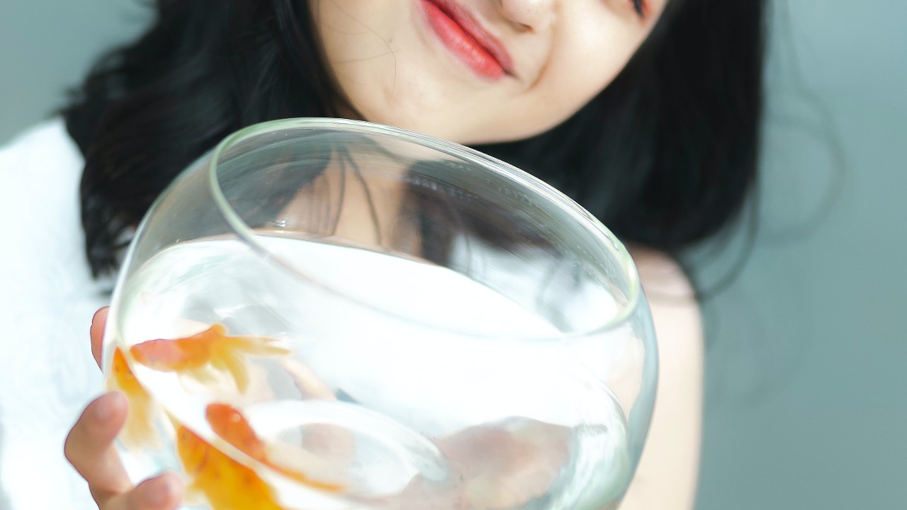 peces para peceras pequeñas cuidados