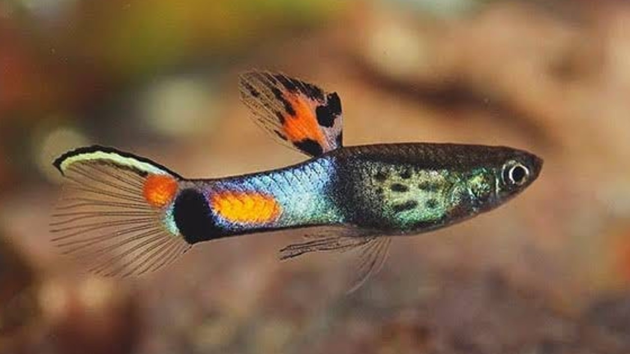 peces para peceras pequeñas pez guppy