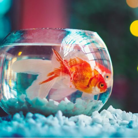 peces para peceras pequeñas