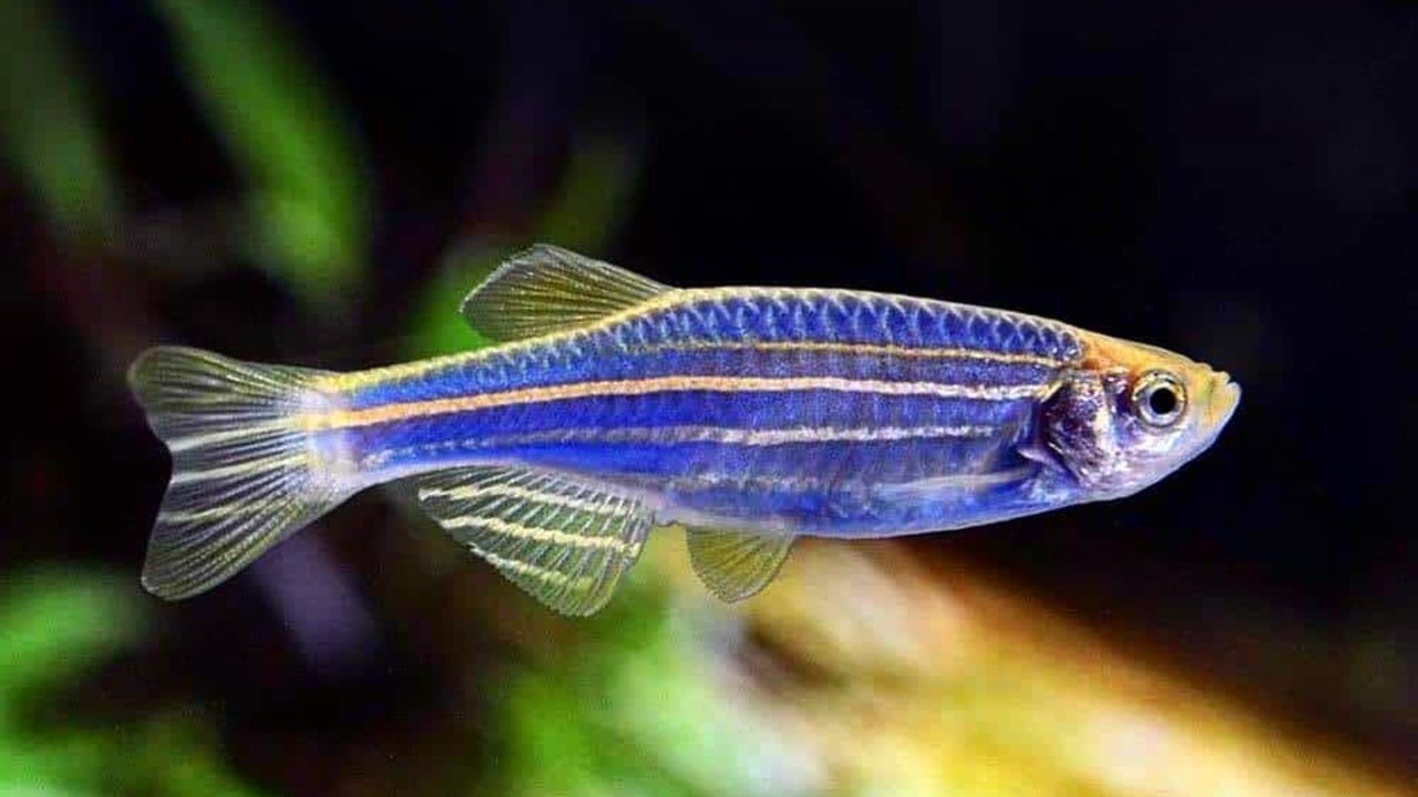 peces para peceras pequeñas pez cebra