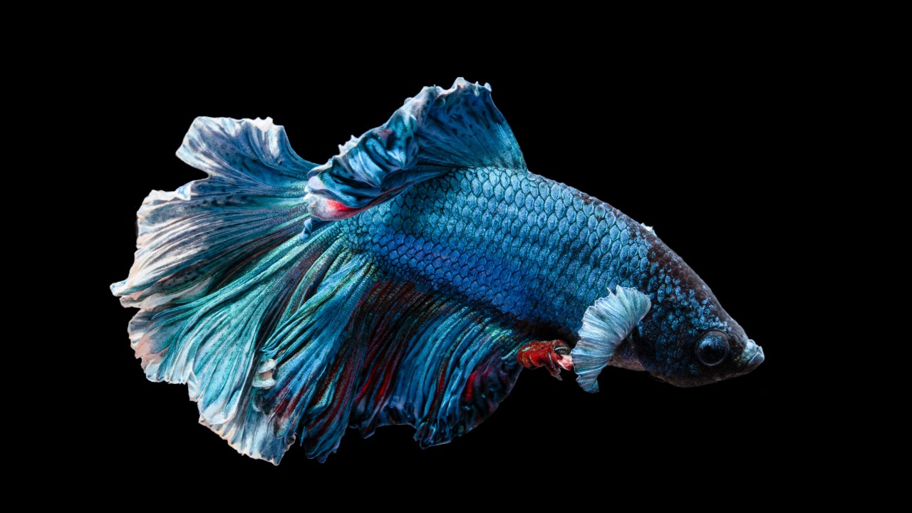 peces para peceras pequeñas pez betta