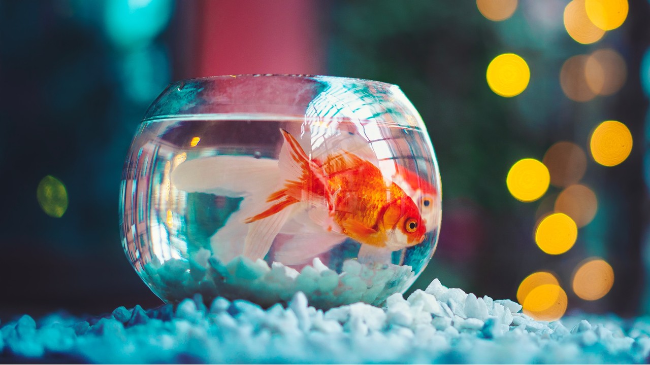 peces para peceras pequeñas