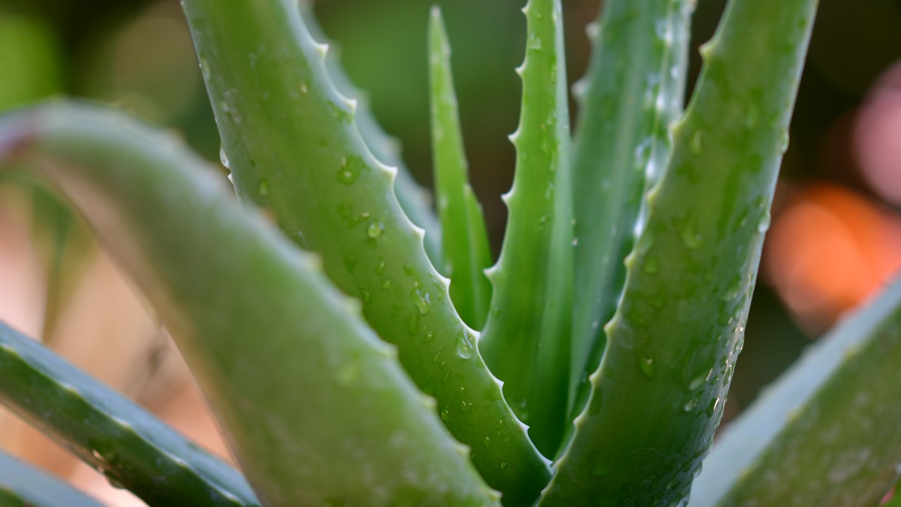 plantas medicinales que se pueden cultivar en casa aloe vera