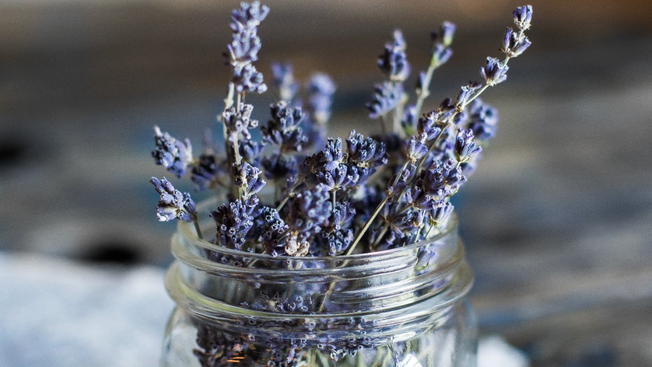 plantas medicinales que se pueden cultivar en casa lavanda