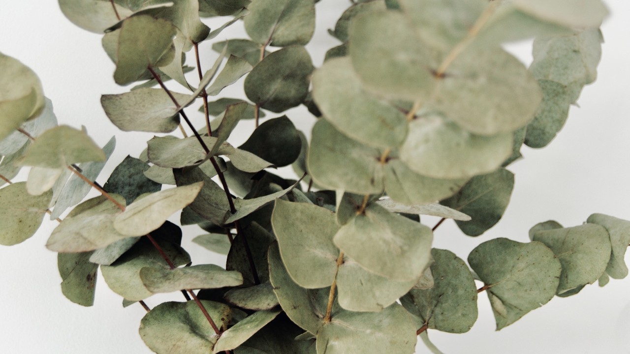 plantas medicinales que se pueden cultivar en casa eucalipto