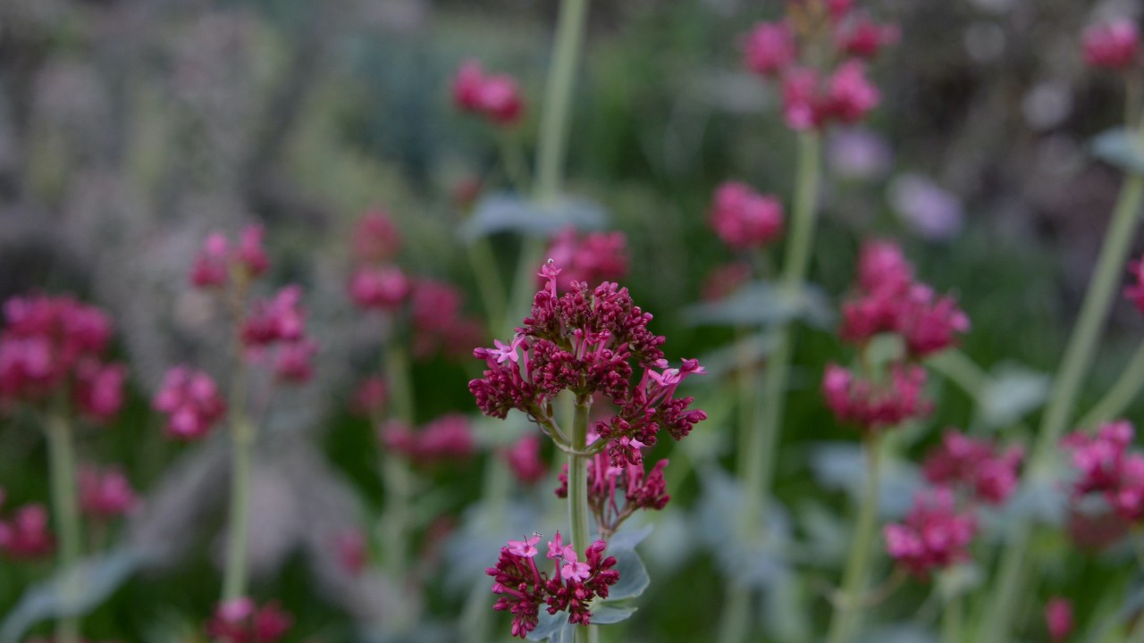 plantas medicinales que se pueden cultivar en casa valeriana