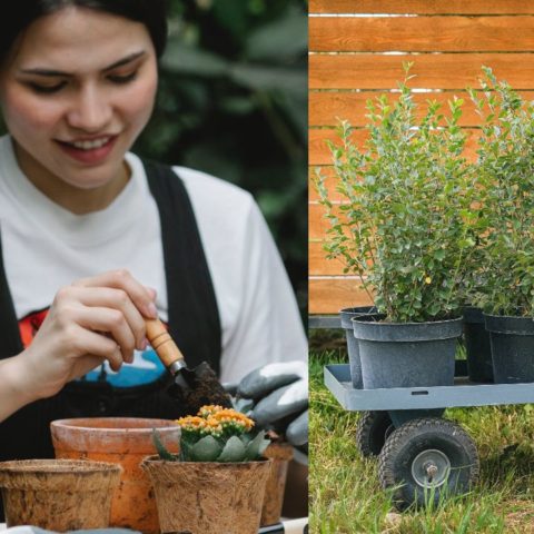 plantas medicinales para cultivar en casa