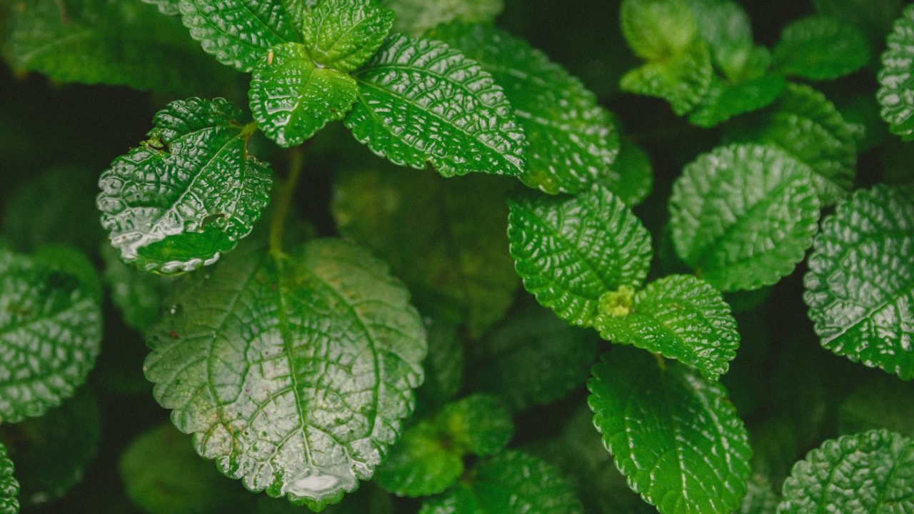 plantas medicinales que se pueden cultivar en casa menta