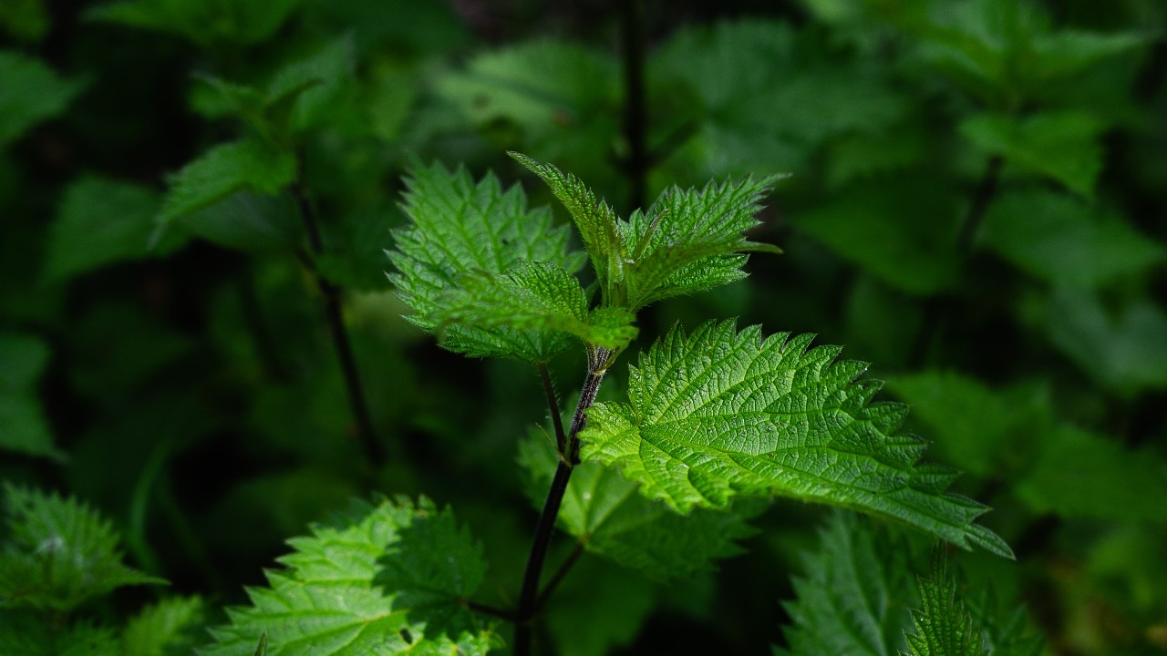 plantas medicinales que se pueden cultivar en casa ortiga