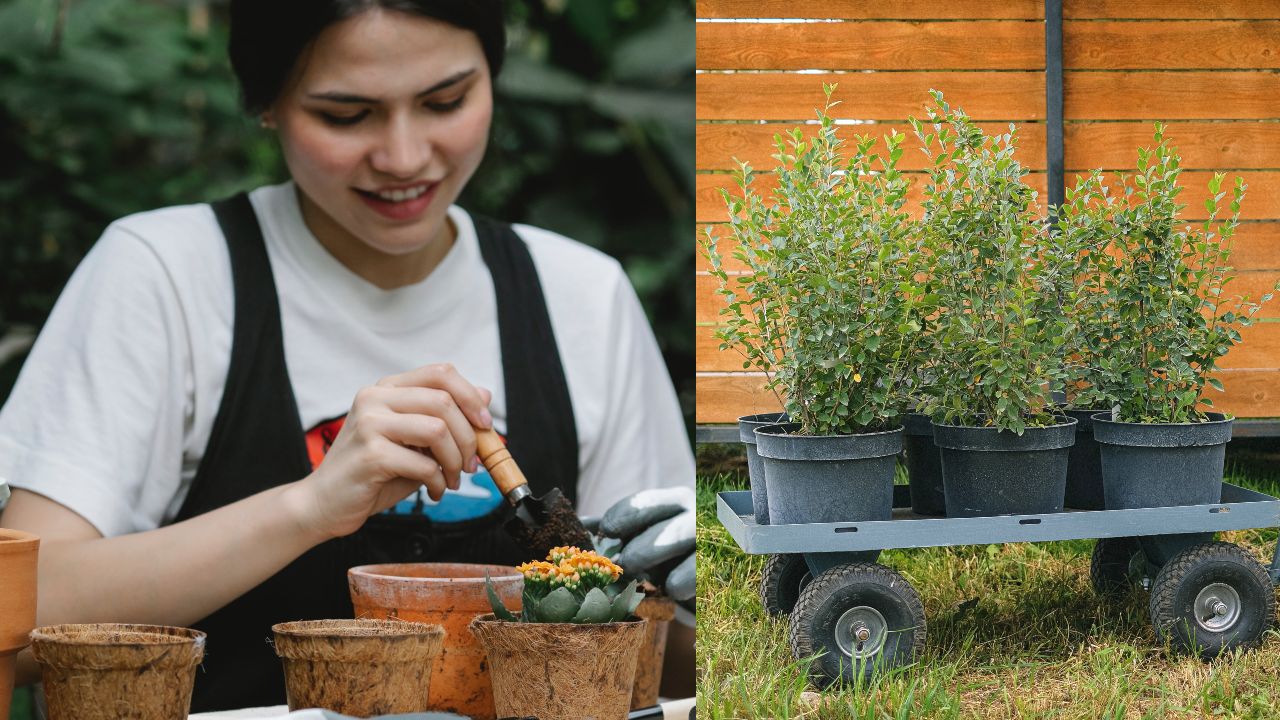 plantas medicinales para cultivar en casa