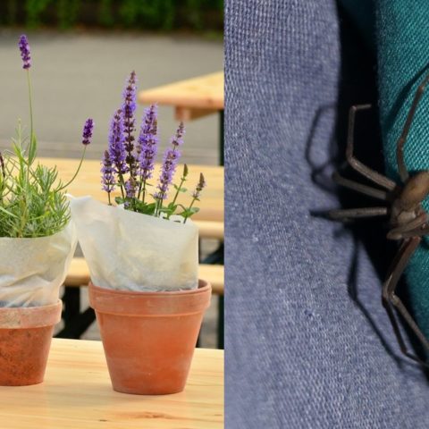 plantas para ahuyentar arañas mosquitos cucarachas plagas repelentes