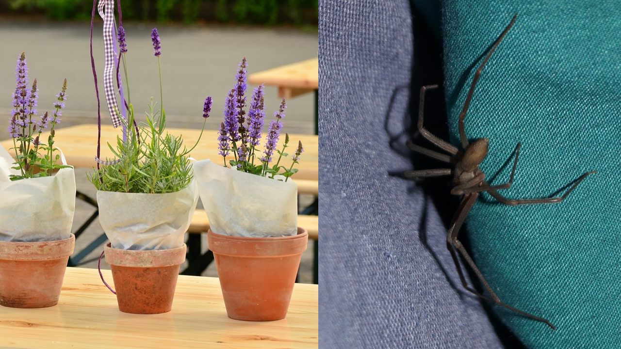 plantas para ahuyentar arañas mosquitos cucarachas plagas repelentes