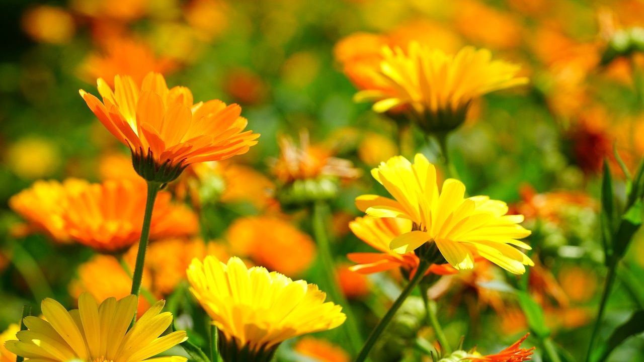 calendula repelente natural plantas para ahuyentar plagas