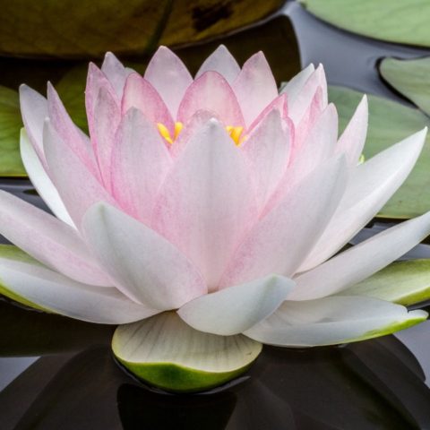 como alinear los chakras en casa