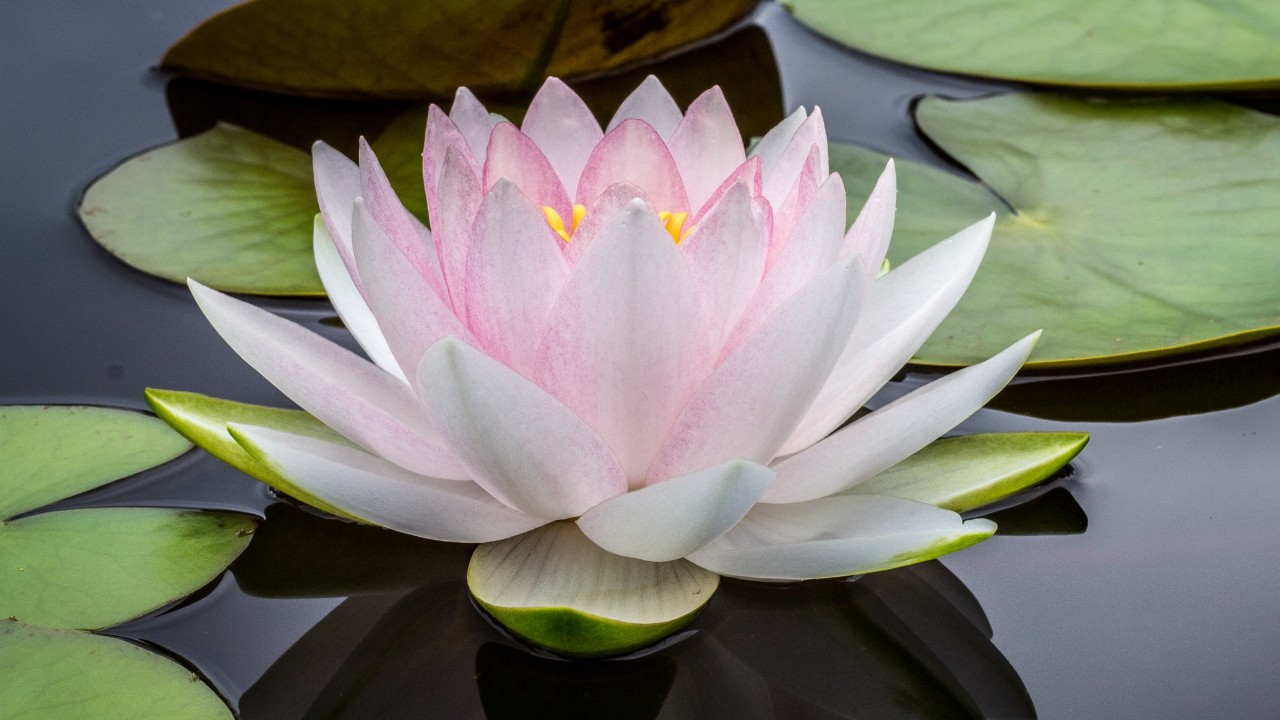 como alinear los chakras en casa