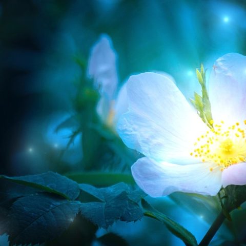 flores plantas noche cuento de hadas lugar mágico