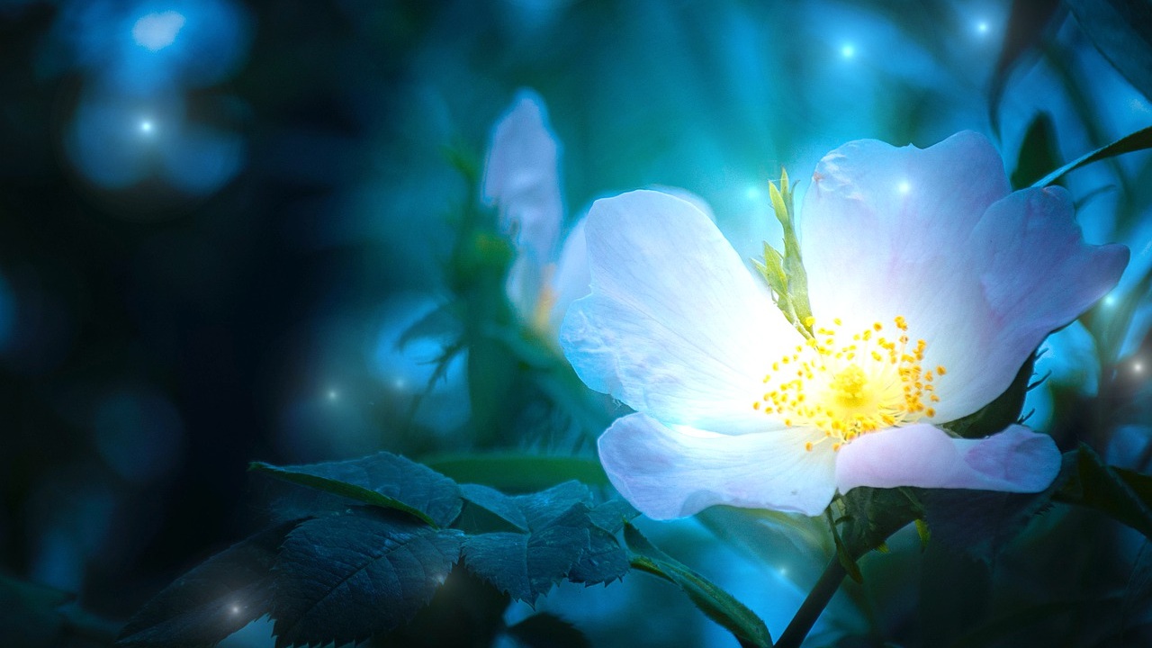 flores plantas noche cuento de hadas lugar mágico