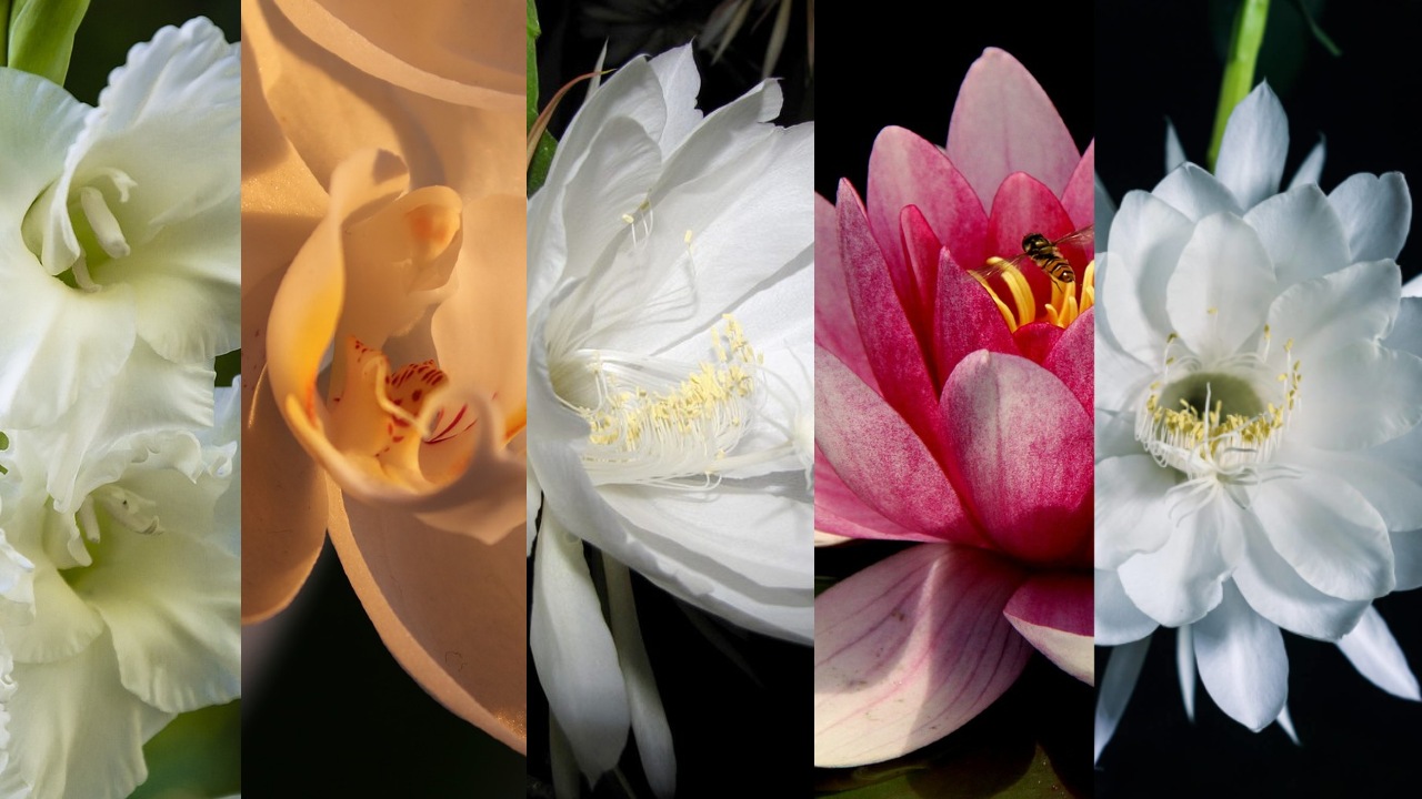 plantas que florecen de noche flores