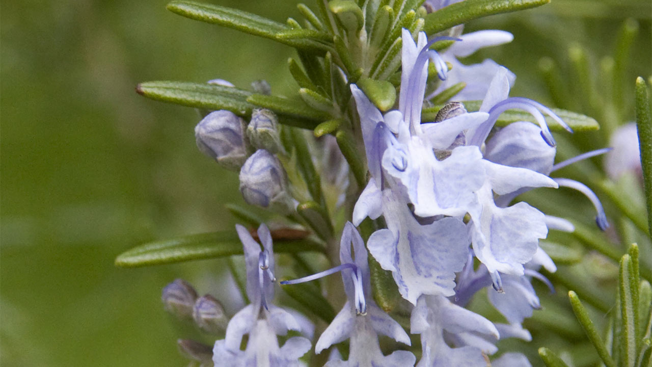 Romero Herbolaria Limpia Hierbas espiritual