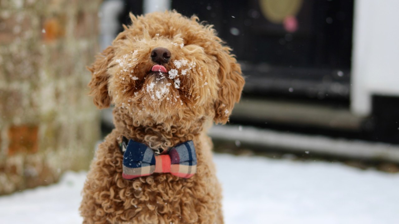 poodle perros hipoalergenicos razas pequeñas