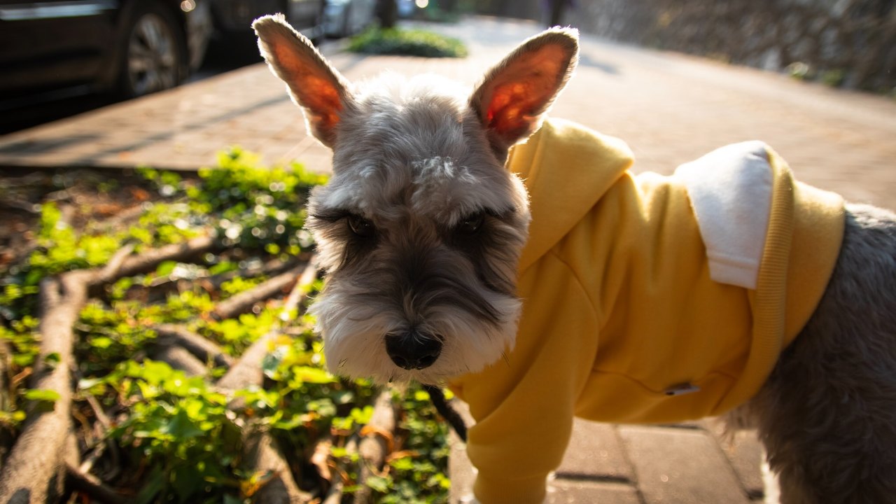 razas de perro hipoalergenicos no tiran pelo pequeños medianos
