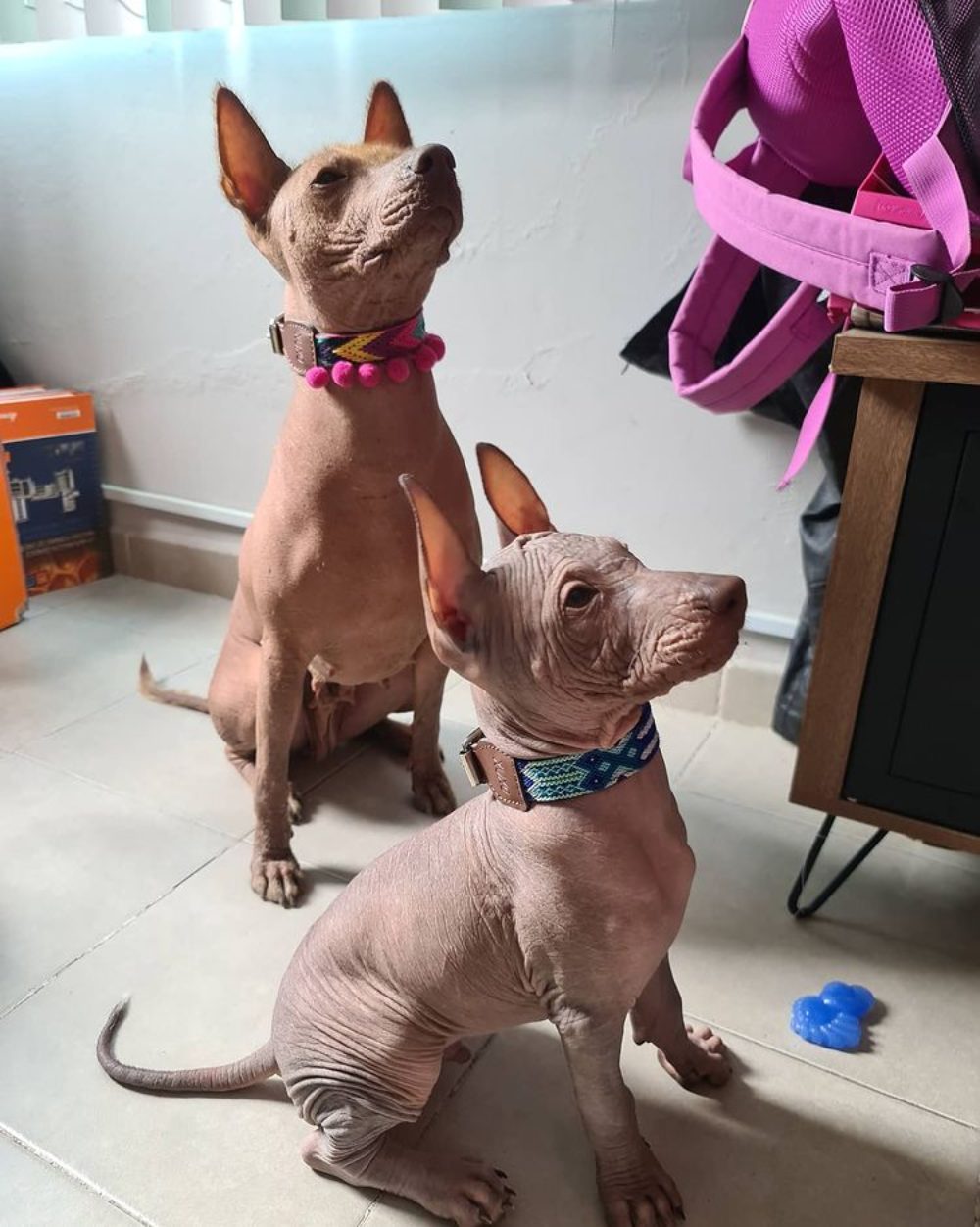 xoloitzcuintle no tira pelaje en casa perro