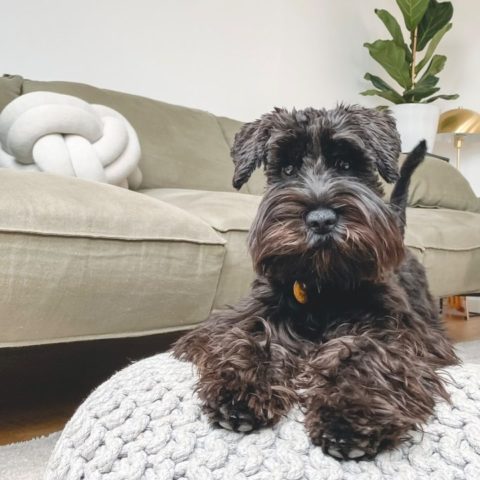 razas de perros que no sueltan pelo pequeños medianos