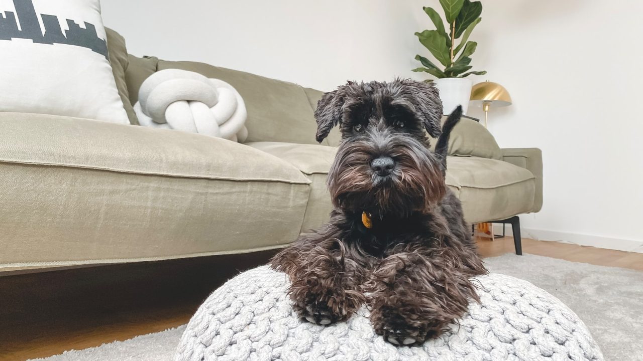 razas de perros que no sueltan pelo pequeños medianos